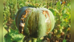 Opinion | Manipur's Lazarus Moment To End Illegal Opium Poppy Crisis