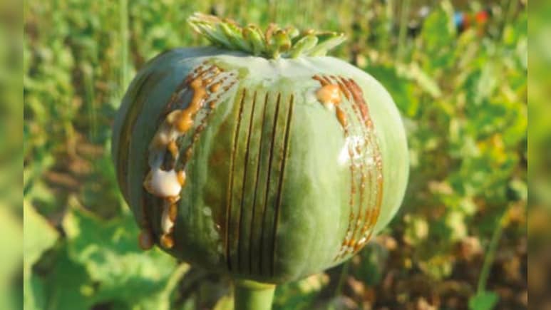 Opinion | Manipur's Lazarus Moment To End Illegal Opium Poppy Crisis