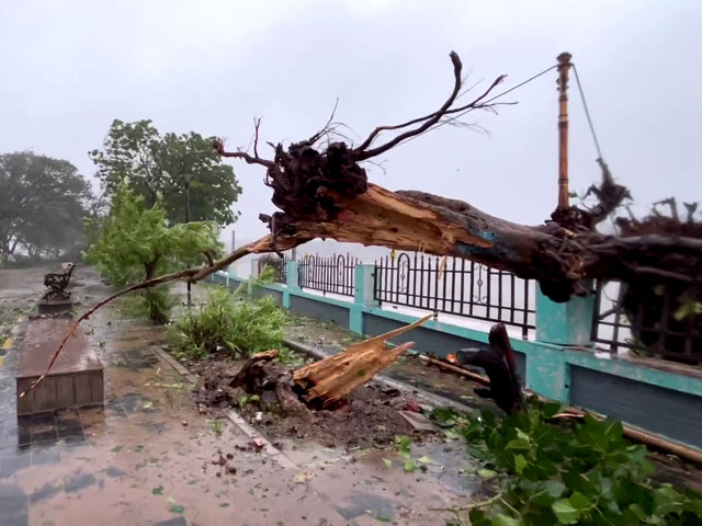 Cyclone Biparjoy Ground Report: Trees Uprooted, Heavy Rain In Gujarat
