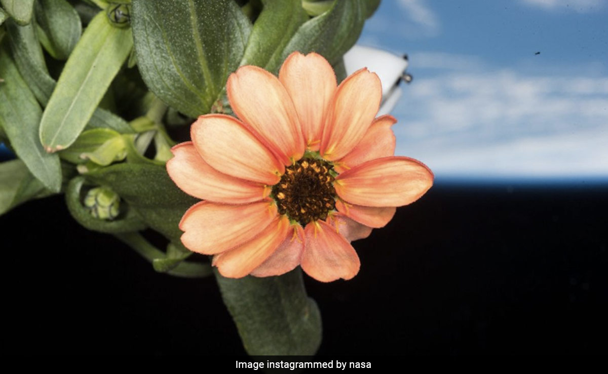 NASA Shares Picture Of Flower Grown In Space Station's Veggie Facility, Internet Reacts
