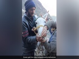 केदारनाथ में घोड़े को जबरदस्ती दिया गया नशीला पदार्थ, वायरल Video देख फूटा लोगों का गुस्सा, पुलिस ने उठाया कदम केदारनाथ में घोड़े को जबरदस्ती दिया गया नशीला पदार्थ, वायरल Video देख फूटा लोगों का गुस्सा, पुलिस ने उठाया कदम