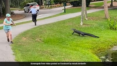 Terrifying Video Shows Alligator Charging At Fisherman In US