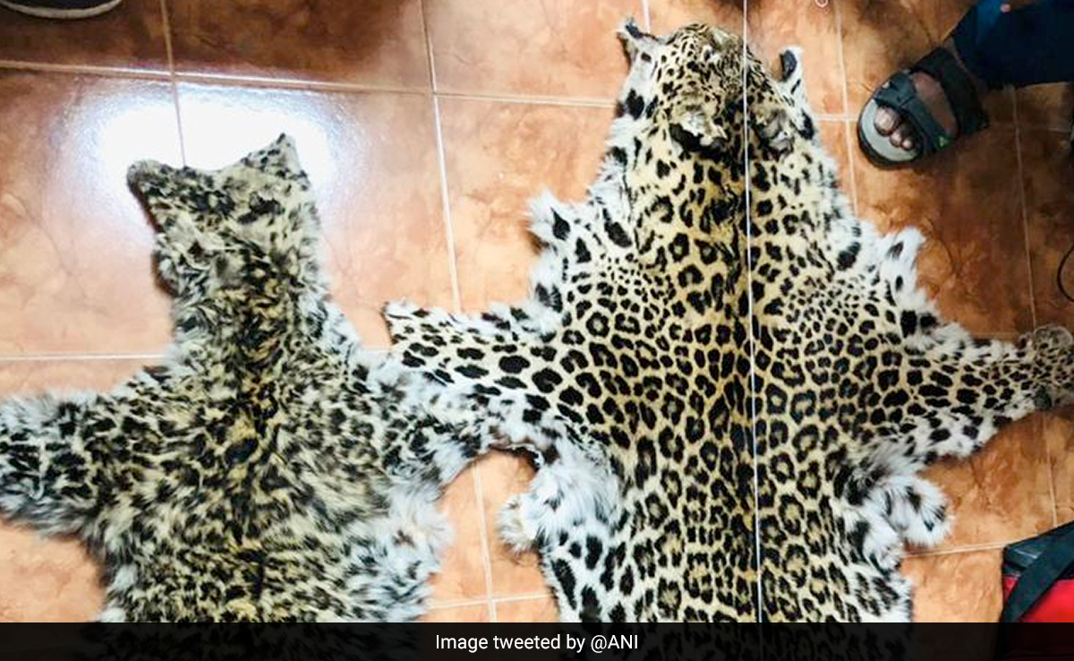 4 Detained With 2 Leopard Skins In Delhi