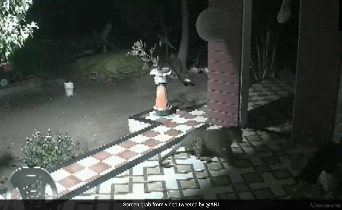 Watch: Pet Dog Scares Off Leopard Outside Home In Maharashtra Town
