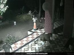 Watch: Pet Dog Scares Off Leopard Outside Home In Maharashtra Town Watch: Pet Dog Scares Off Leopard Outside Home In Maharashtra Town