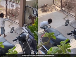 बेघर बच्ची के साथ खेलता दिखा पालतू कुत्ता, दोनों के बीच दिखी गहरी दोस्ती, भर आया लोगों का दिल बेघर बच्ची के साथ खेलता दिखा पालतू कुत्ता, दोनों के बीच दिखी गहरी दोस्ती, भर आया लोगों का दिल