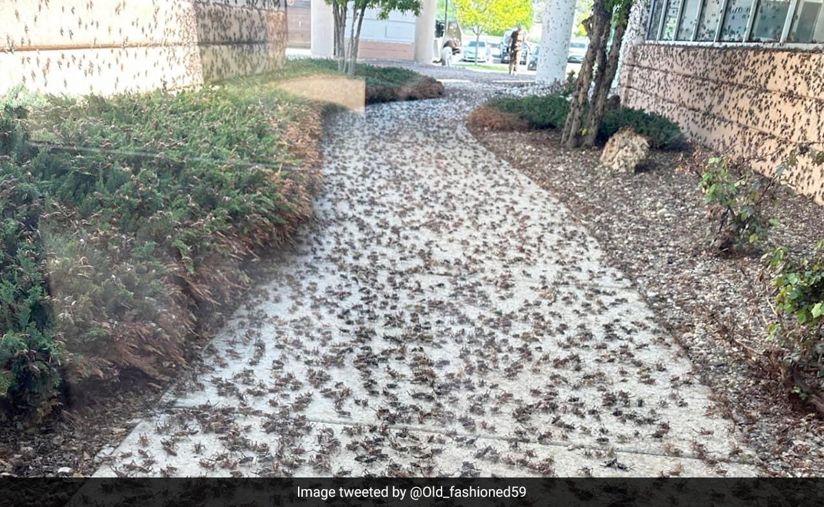 "Sounds Like It's Raining": Millions Of Crickets Invade US Town, Block Roads