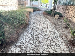 "Sounds Like It's Raining": Millions Of Crickets Invade US Town, Block Roads "Sounds Like It's Raining": Millions Of Crickets Invade US Town, Block Roads