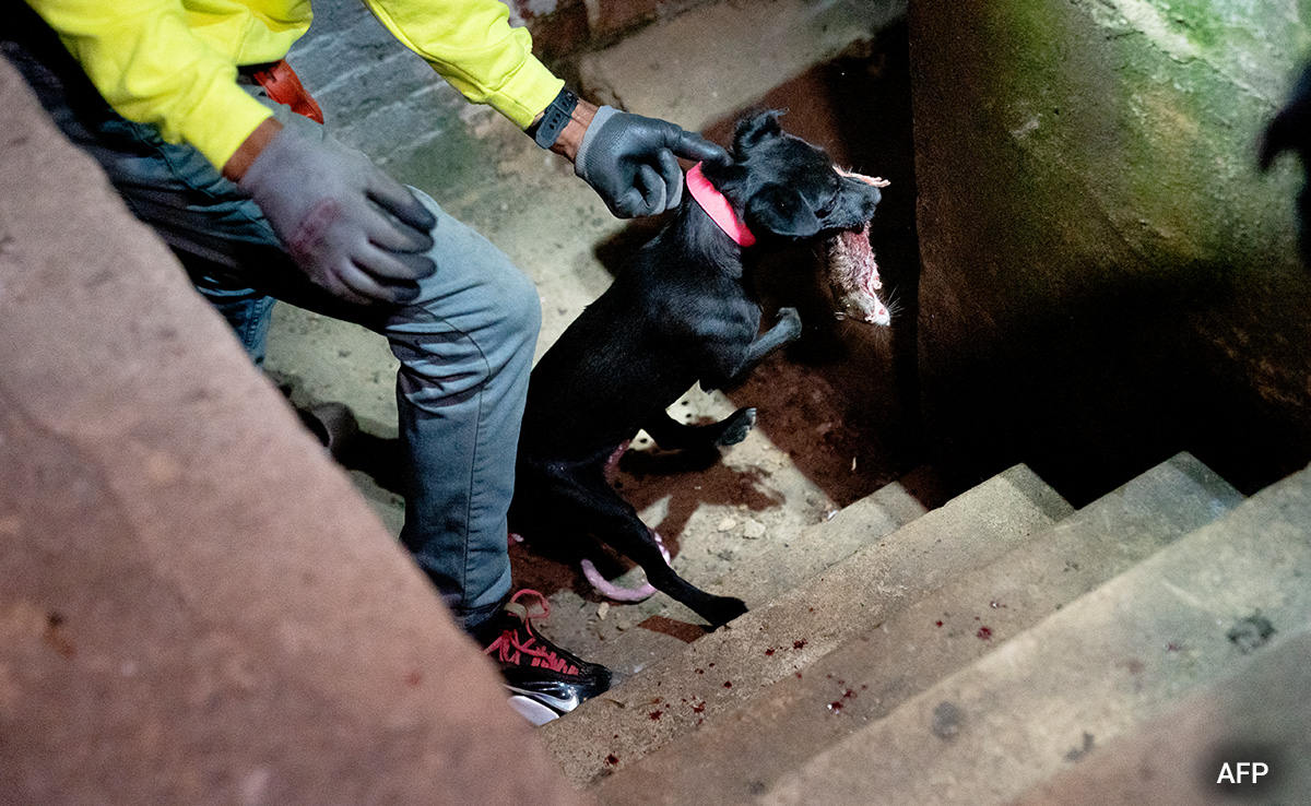 Washington Recruits Dogs And Cats In War On Rodents