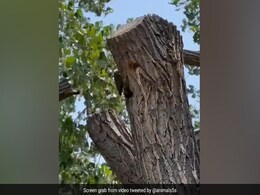 चिड़िया के बच्चों को खाने के लिए घोंसले में घुस गया सांप, चिड़िया ने चोंच से खींचकर निकाला बाहर, आगे जो हुआ, कोई सोच ही नहीं सकता चिड़िया के बच्चों को खाने के लिए घोंसले में घुस गया सांप, चिड़िया ने चोंच से खींचकर निकाला बाहर, आगे जो हुआ, कोई सोच ही नहीं सकता