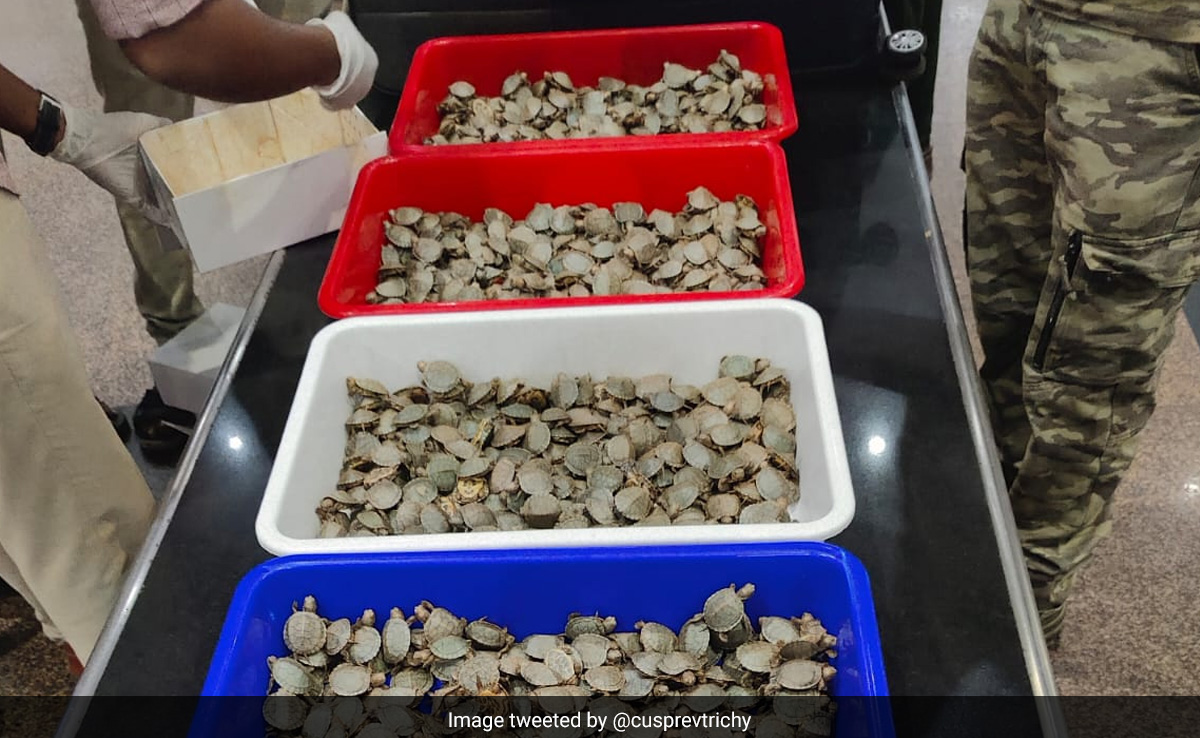 Over 6,500 Live Turtles Seized At Tamil Nadu Airport, 2 Arrested