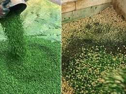 नमकीन हरी मटर बनाने का वीडियो हुआ इंटरनेट पर वायरल, देखने के बाद आपके भी उड़ जाएंगे होश