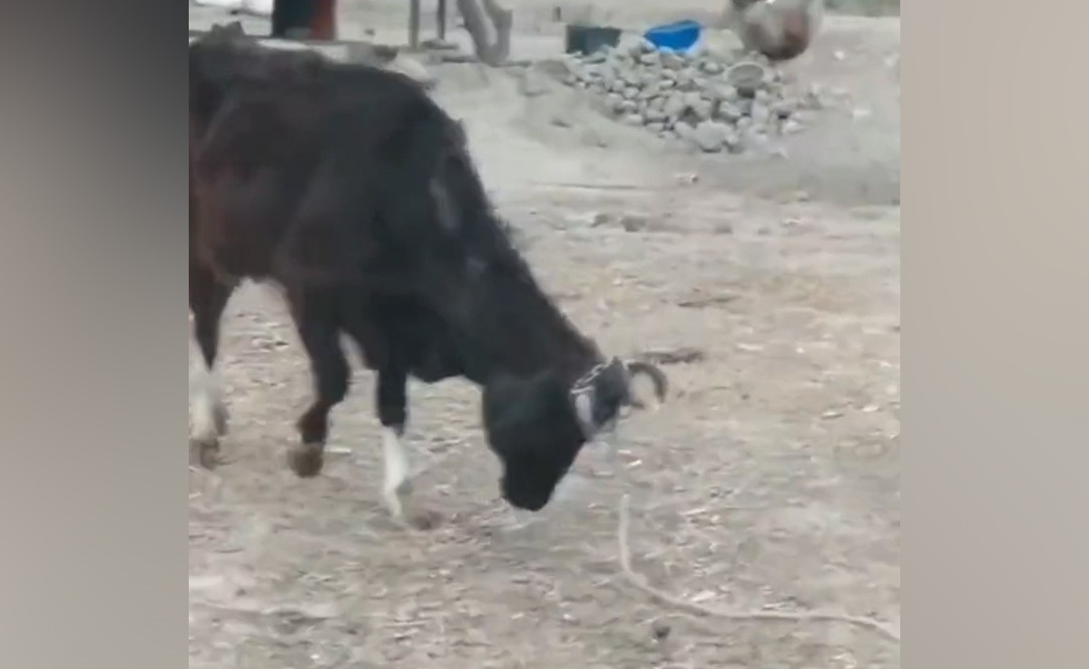 खूंटे से बंधी गाय ने खुद को आजाद करने के लिए लगाई कमाल की तरकीब, देख कर हैरान हो जाएंगे आप