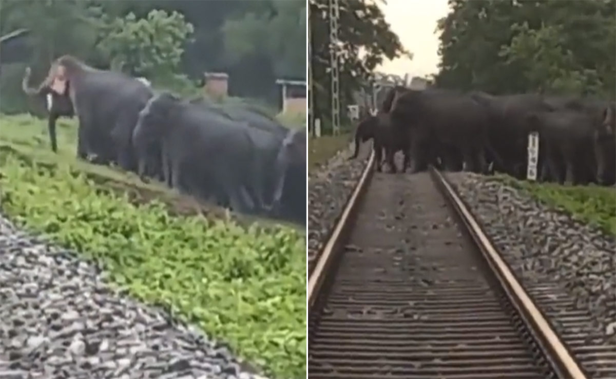 हाथियों की सुरक्षा के लिए वन विभाग ने की नई पहल, अब रेल की पटरी पार करना हुआ आसान, लोगों ने की तारीफ