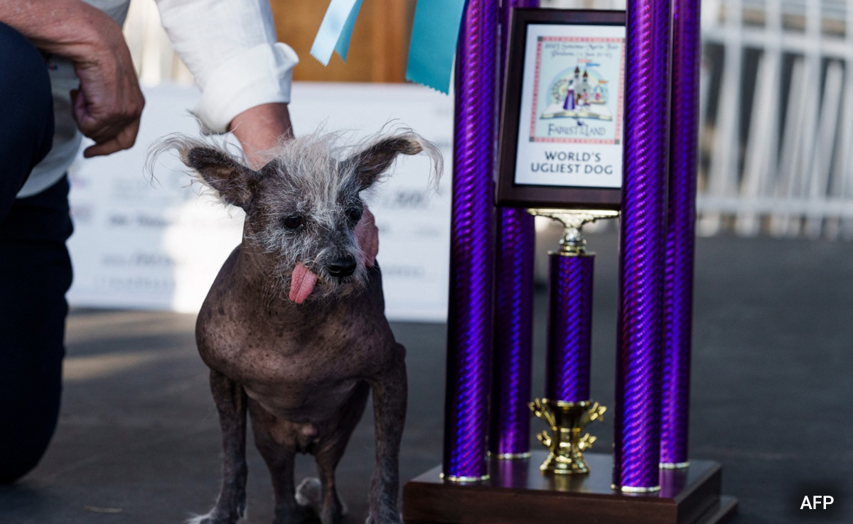 Meet Scooter, Winner Of The World's Ugliest Dog 2023 Title