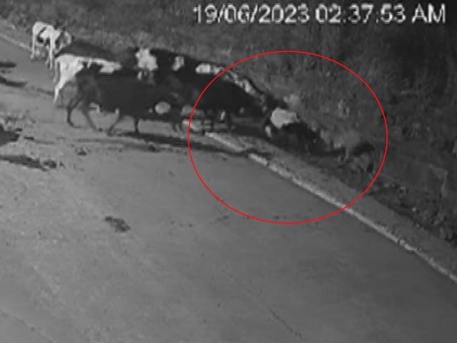 Caught On CCTV: Herd Scares Tiger Away After It Attacks Cow On Bhopal Farm