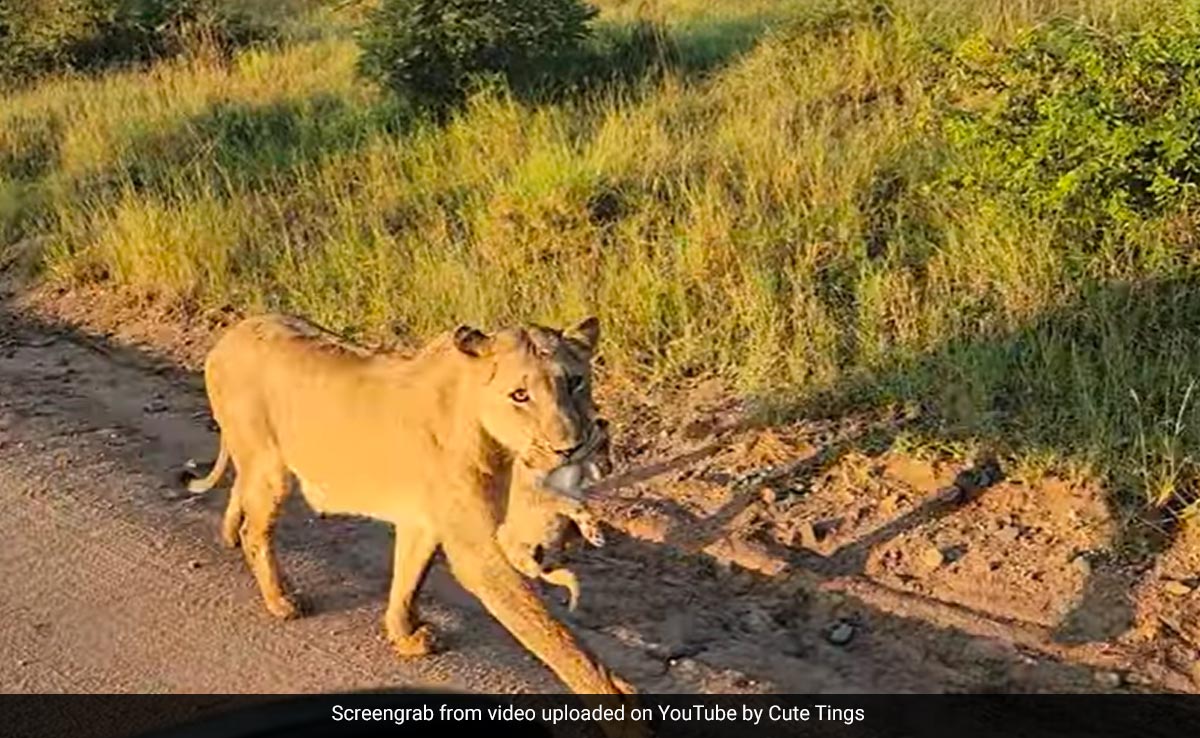 शेरनी अपने बच्चे को मुंह में लटकाकर सड़क पर लोगों के बीच से गुज़री, दुर्लभ नज़ारा देख हैरान रह गए लोग