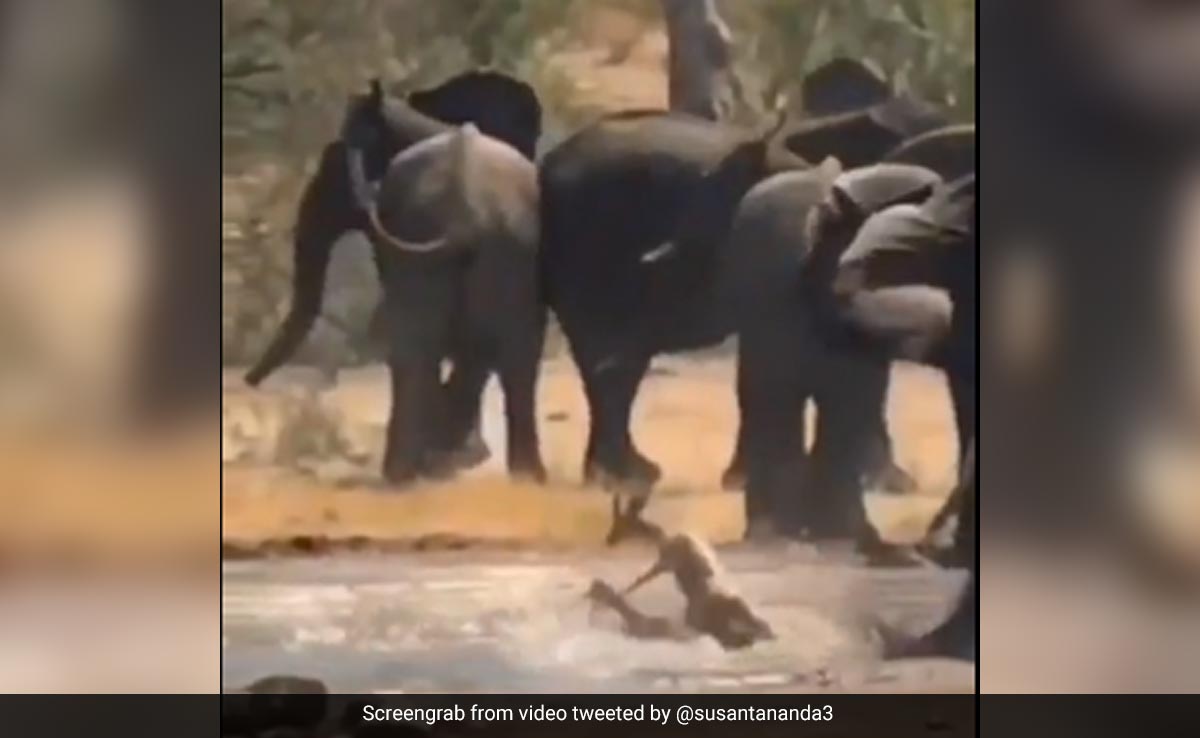 पानी से भरे गहरे गड्ढे में गिर गया था हिरण, बाहर निकालने के लिए हाथी ने ऐसे की मदद, Video देख छूट जाएगी हंसी