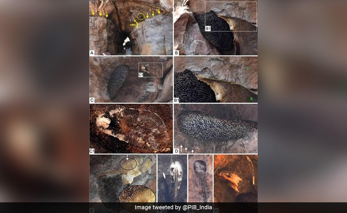 'Oldest Animal' Fossil Found At Bhimbetka Is Actually A Beehive, Claim Indian Scientists