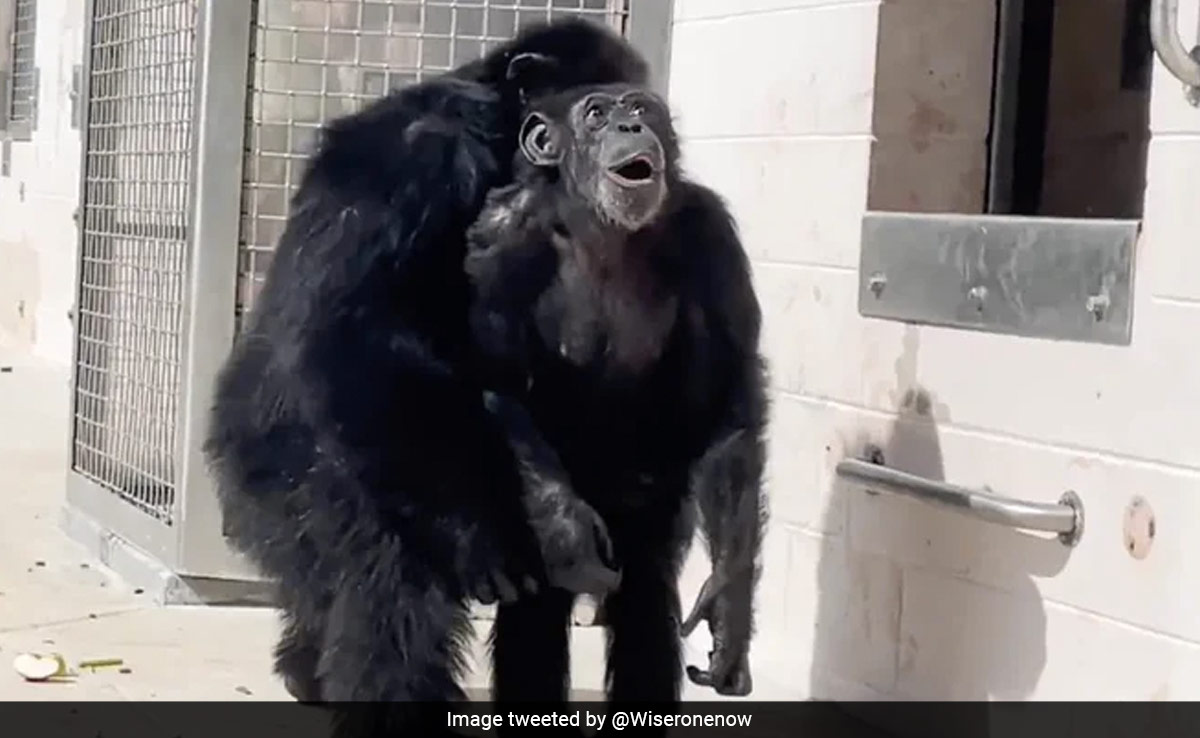 Video Shows Touching Moment When Caged Chimp Sees Sky For The First Time