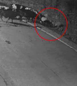 Caught On CCTV: Herd Scares Tiger Away After It Attacks Cow On Bhopal Farm