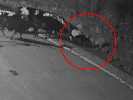शहरी इलाके में टाइगर का हमला, गायों के झुंड ने खदेड़ा, जान बचाकर उल्टे पैर भागा शहरी इलाके में टाइगर का हमला, गायों के झुंड ने खदेड़ा, जान बचाकर उल्टे पैर भागा