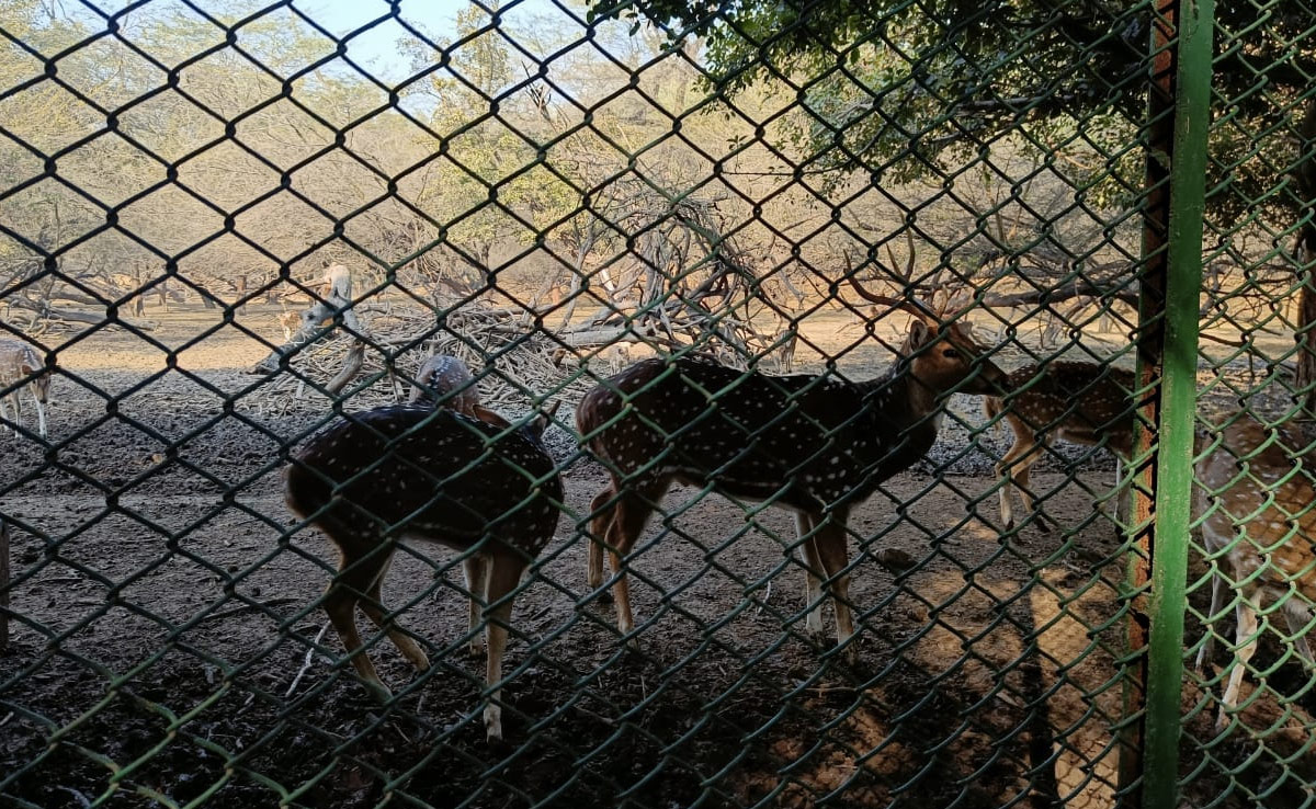Delhi's Deer Park Set To Lose Its Recognition As "Mini Zoo"