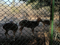 Why Supreme Court Is Sending Delhi Deer To Rajasthan Tiger Reserves