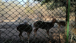 Why Supreme Court Is Sending Delhi Deer To Rajasthan Tiger Reserves