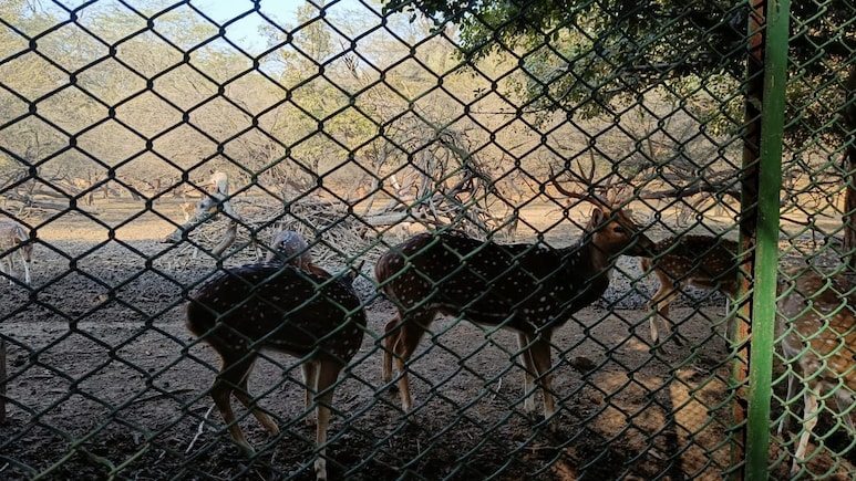 Why Supreme Court Is Sending Delhi Deer To Rajasthan Tiger Reserves