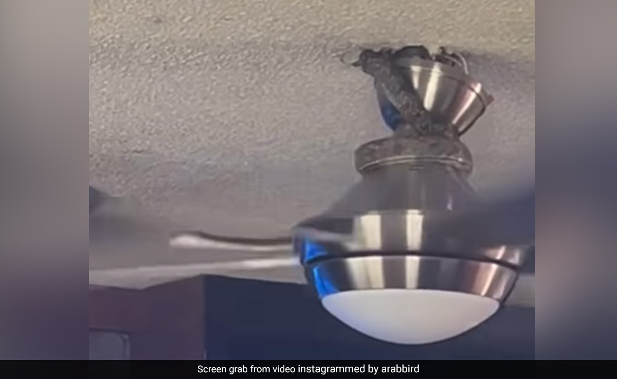 Watch: Snake Slithers From Ceiling Fan, Lands On Person