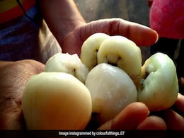Wax apple इस बीमारी में है रामबाण इलाज, नाम जान हैरान हो जाएंगे आप Wax apple इस बीमारी में है रामबाण इलाज, नाम जान हैरान हो जाएंगे आप