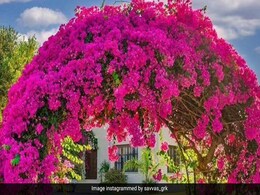 सड़क किनारे देखे जाने वाले बोगनवेलिया का फूल इन बीमारियों के लिए है रामबाण इलाज सड़क किनारे देखे जाने वाले बोगनवेलिया का फूल इन बीमारियों के लिए है रामबाण इलाज