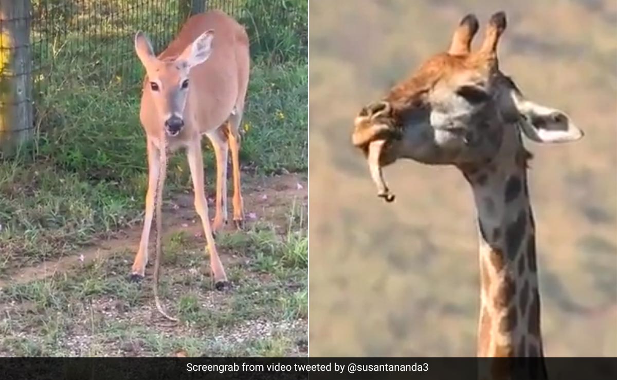 आखिर मांसाहारी कैसे बन रहे हैं ये शाकाहारी जानवर, पहले हिरण ने खाया सांप, अब जिराफ चबा रहा हड्डियां