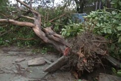 Uprooted Trees, Power Lines Snapped As Cyclone Biparjoy Batters Gujarat Uprooted Trees, Power Lines Snapped As Cyclone Biparjoy Batters Gujarat