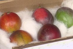 World's Most Expensive Mango "Miyazaki" Showcased In Siliguri Mango Festival World's Most Expensive Mango "Miyazaki" Showcased In Siliguri Mango Festival