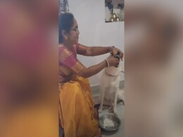 महिला ने मां की तरह पालतू कुत्ते को अपने हाथों से खिलाकर दिल जीत लिया, सब कर रहे हैं तारीफ महिला ने मां की तरह पालतू कुत्ते को अपने हाथों से खिलाकर दिल जीत लिया, सब कर रहे हैं तारीफ