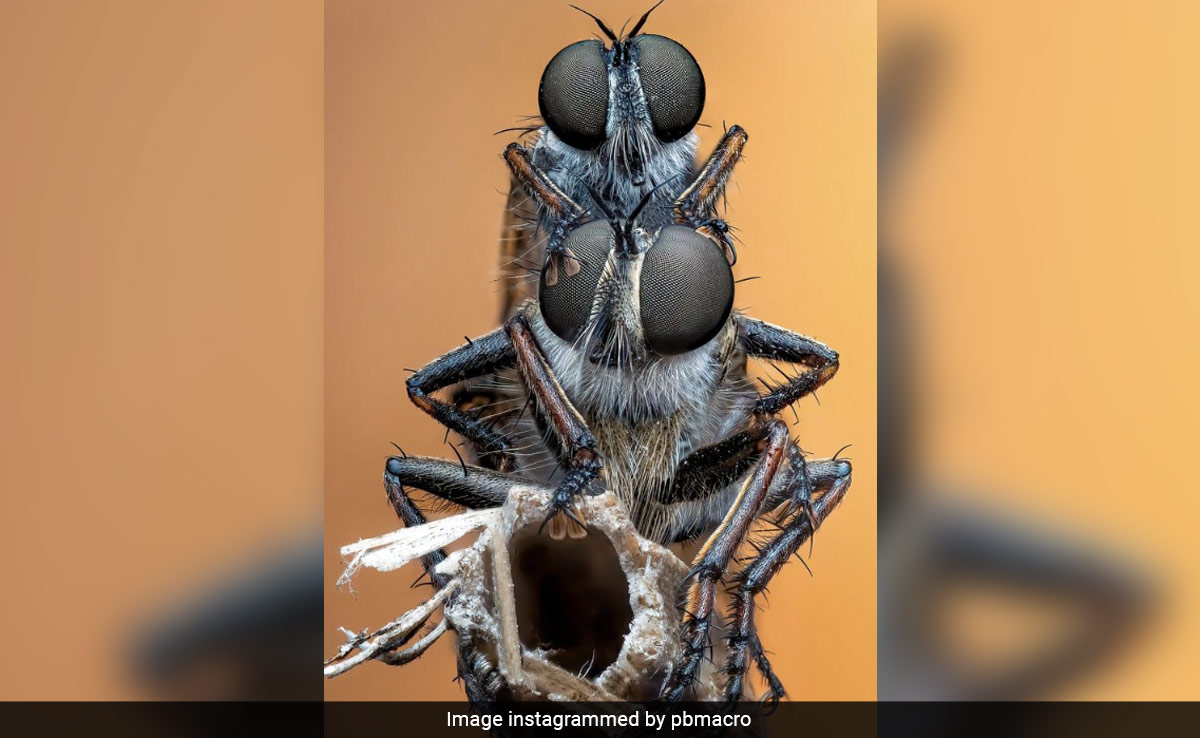 Stunning Pic Of Mating Golden-Tabbed Robber Flies Wins Insect Photo Competition