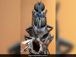 Stunning Pic Of Mating Golden-Tabbed Robber Flies Wins Insect Photo Competition Stunning Pic Of Mating Golden-Tabbed Robber Flies Wins Insect Photo Competition