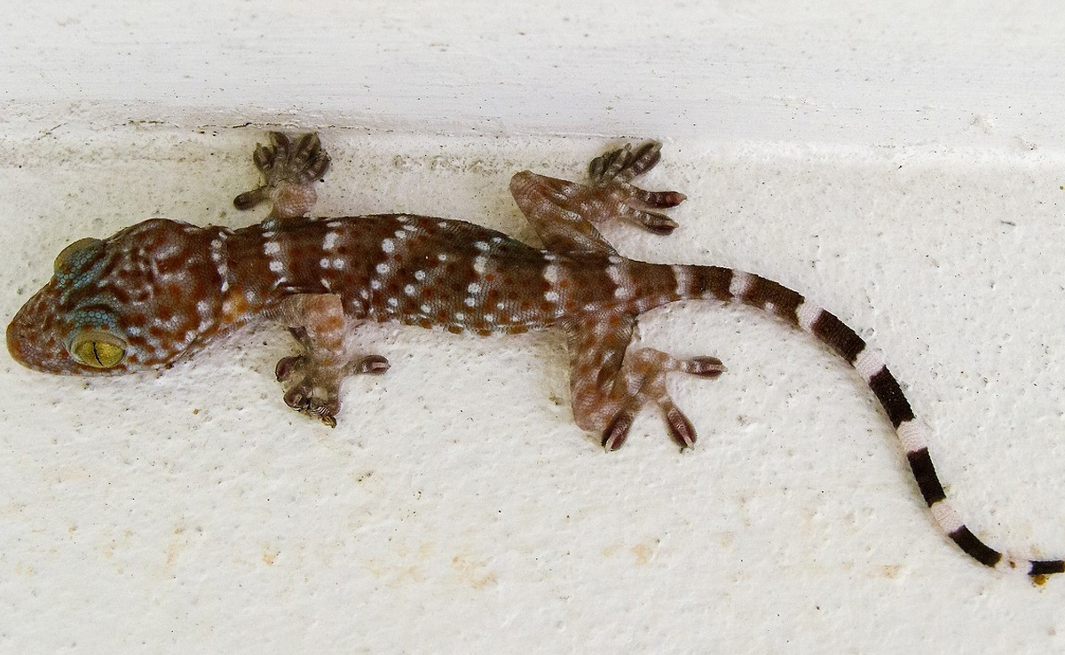 Mysterious New Species Of Flying Gecko Found In Mizoram, Named After State
