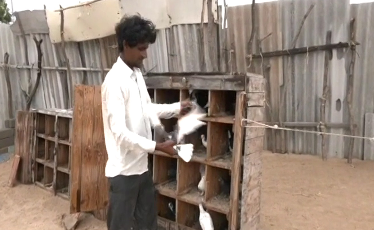 As Cyclone Biparjoy Nears, Villagers Return To Coast To Feed Their Pets