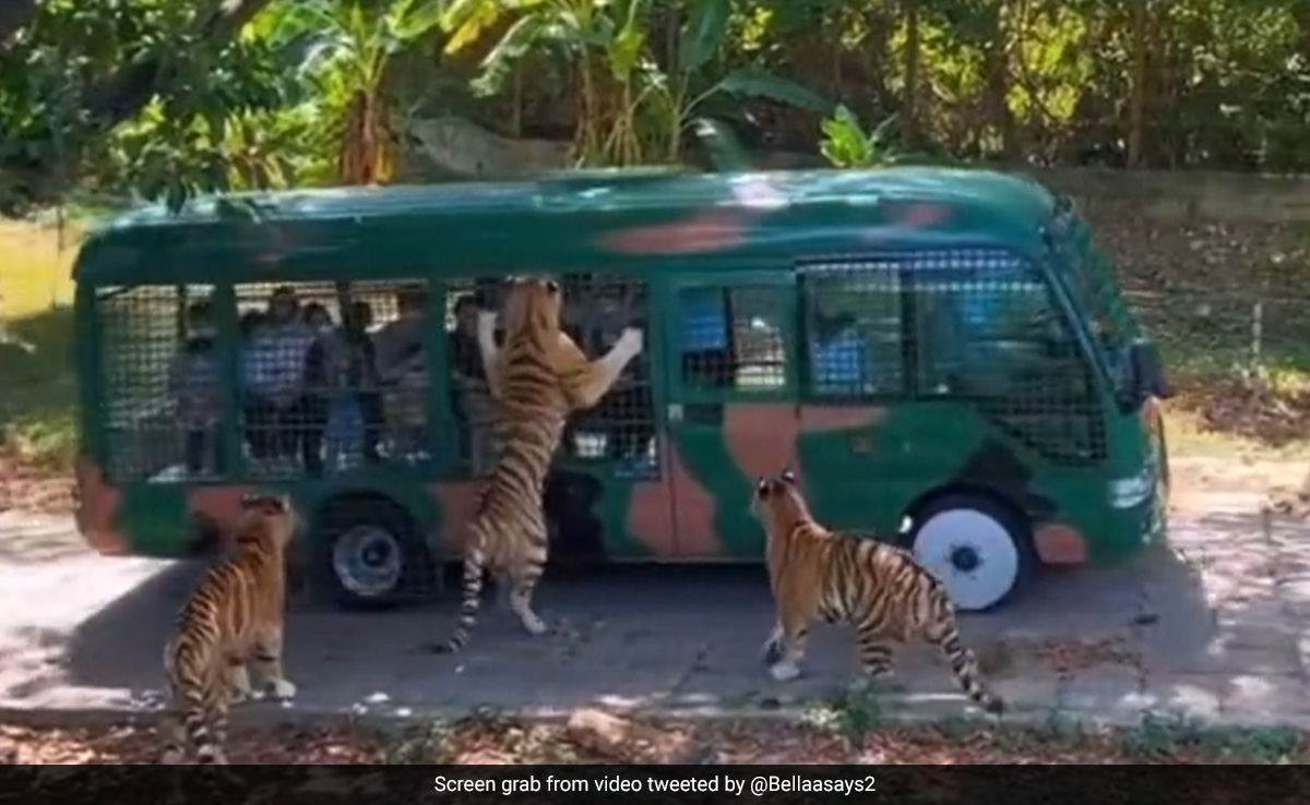Video Of A Tiger Clinging Onto Tourist Bus During Jungle Safari Goes Viral
