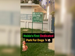 Dog Park: आपका प्यारा पेट डॉग ले सकेगा पूल और कैंटीन का मजा, नोएडा में खुला देश का सबसे बड़ा डॉग पार्क Dog Park: आपका प्यारा पेट डॉग ले सकेगा पूल और कैंटीन का मजा, नोएडा में खुला देश का सबसे बड़ा डॉग पार्क
