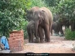 Video: Elephants Enter Andhra Village, Drink Water From Buckets And Container Video: Elephants Enter Andhra Village, Drink Water From Buckets And Container