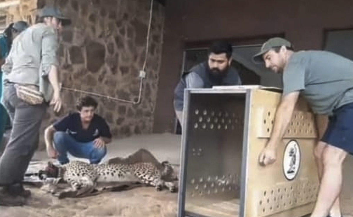 मध्यप्रदेश के कुनो नेशनल पार्क में चीतों के बीच आपसी संघर्ष, नर चीता अग्नि घायल