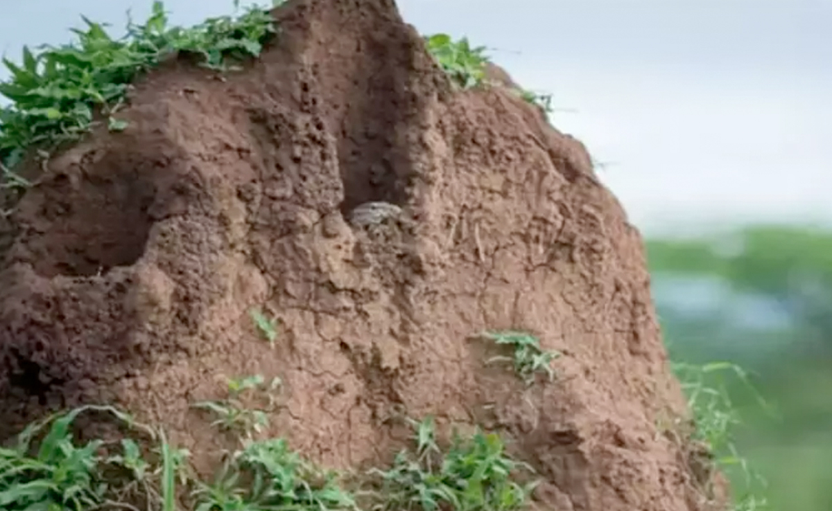 इस तस्वीर में छिपी है एक छिपकली, क्या आपको दिखी, 10 सेकंड में ढूंढ निकालने का है चैलेंज