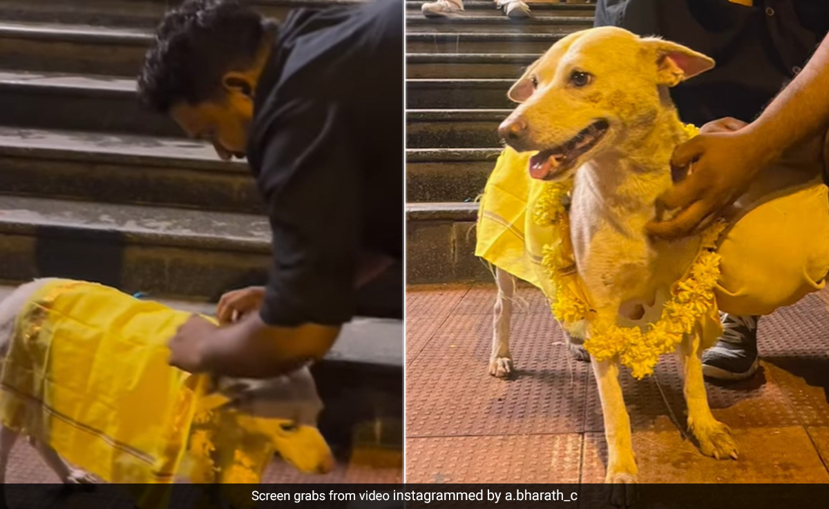 प्रेग्नेंट स्ट्रे डॉग की गोदभराई, लोगों ने पूरी की रस्म, नेटिजन्स ने इस बात की जताई फिक्र