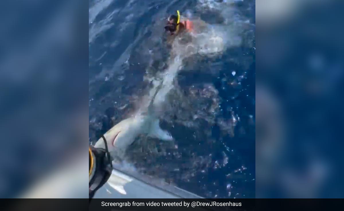 "Wannabe Macho": PETA Slams Viral Video Of Man Wrestling With Shark