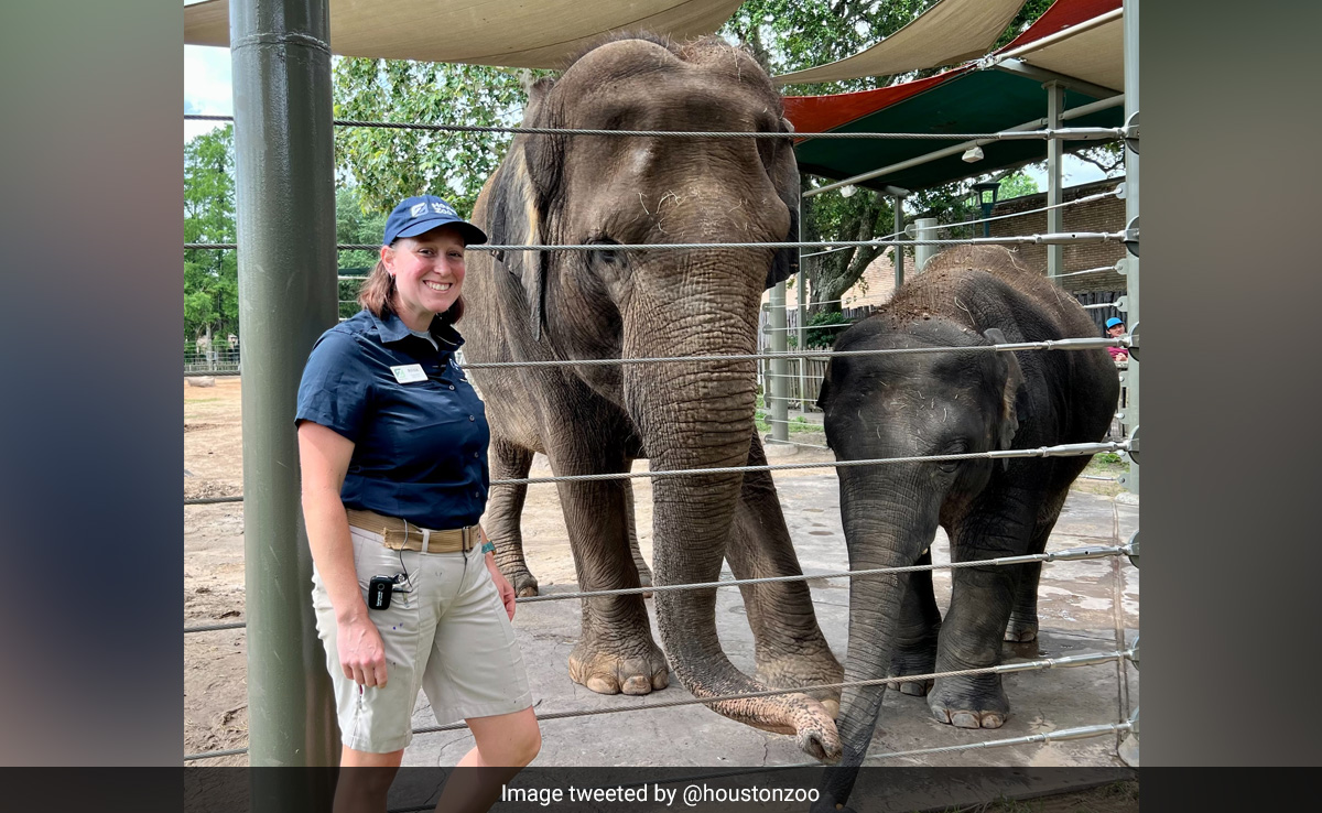 Elephants In Houston Zoo Take Daily Yoga Classes To Stay Healthy