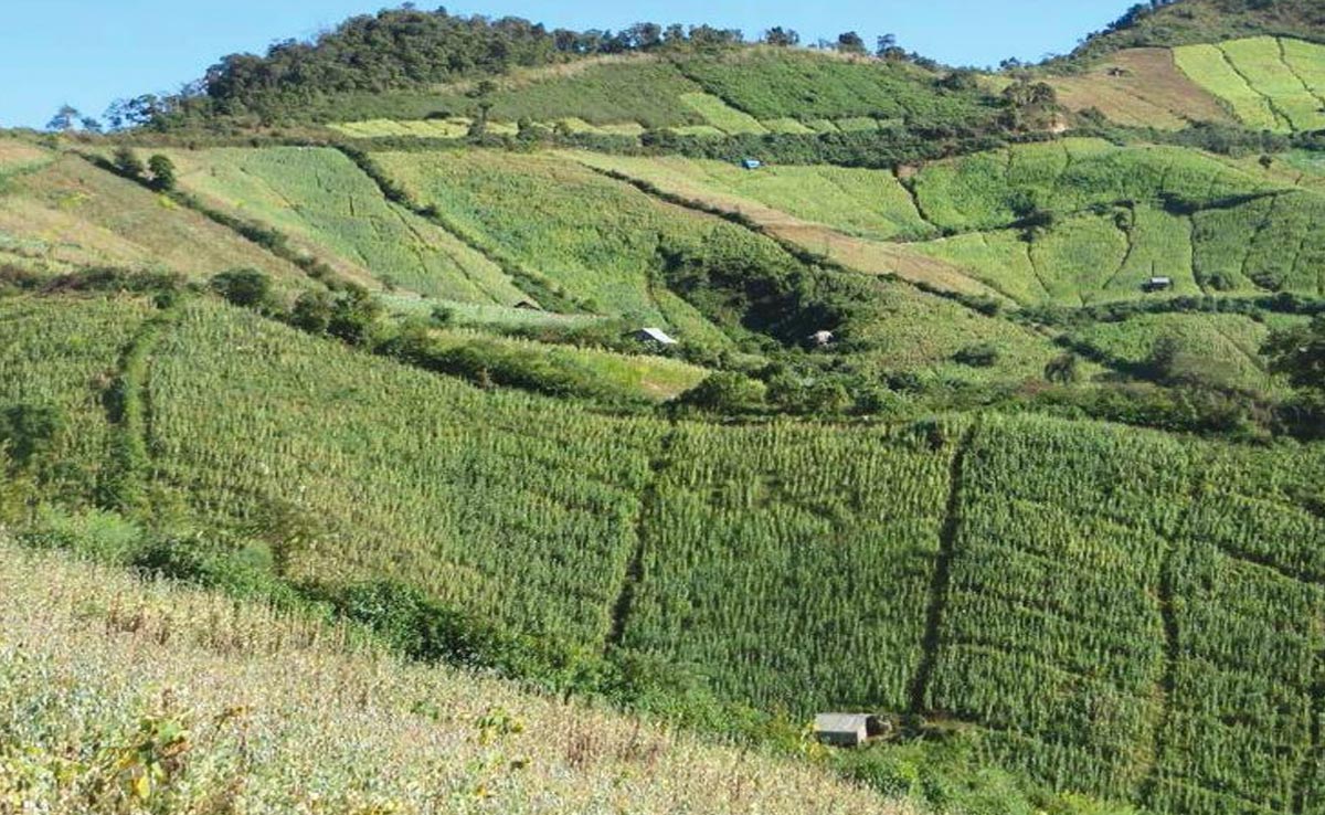 The Role Of A Plant In Manipur Ethnic Violence